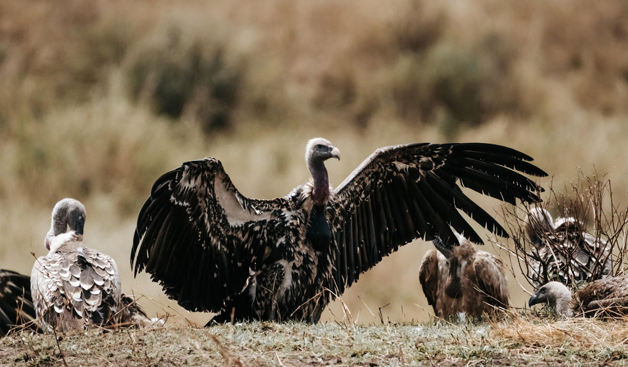 vulture on the plain spotted by Wilderness Usawa tented camp Serengeti