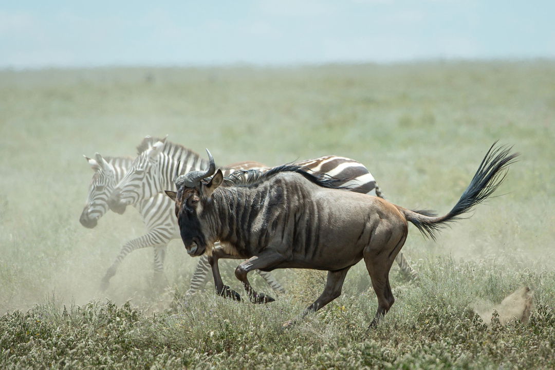 wildebeest and zebra running on plains of Wilderness Usawa tented camp Serengeti