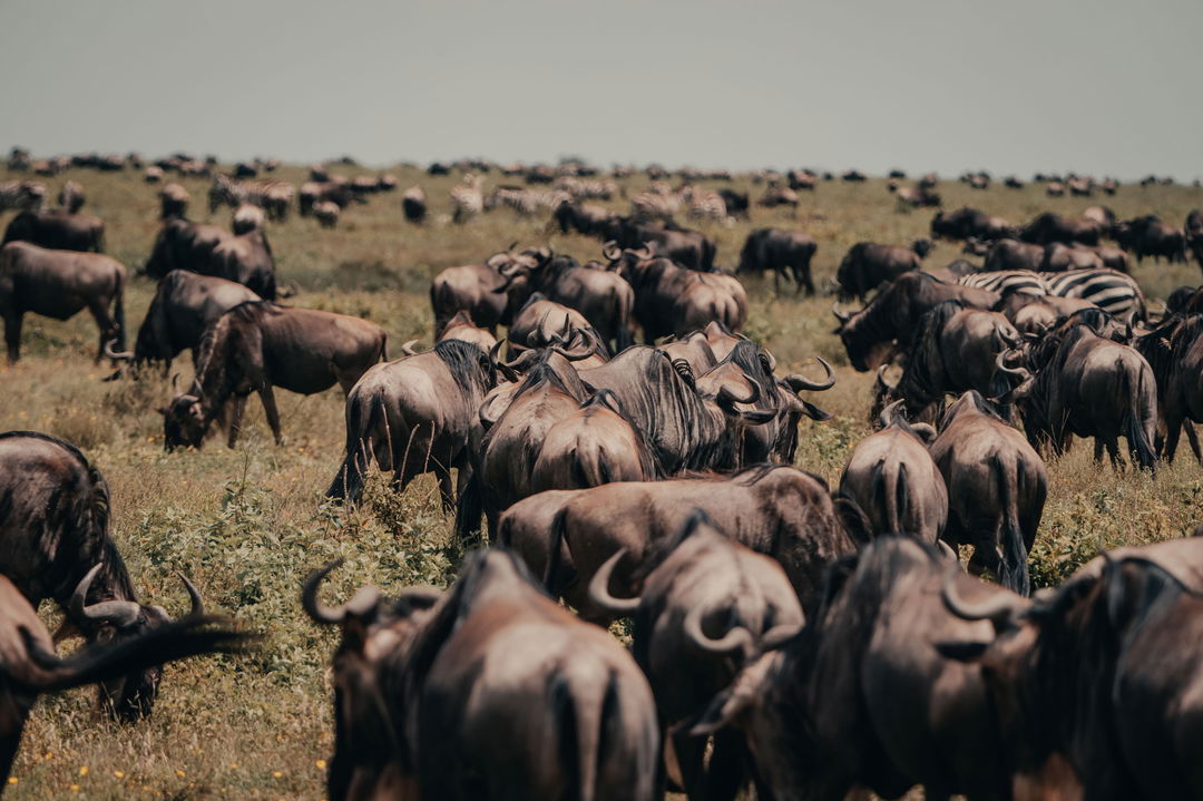 wildebeest trekking on plains by Wilderness Usawa tented camp Serengeti