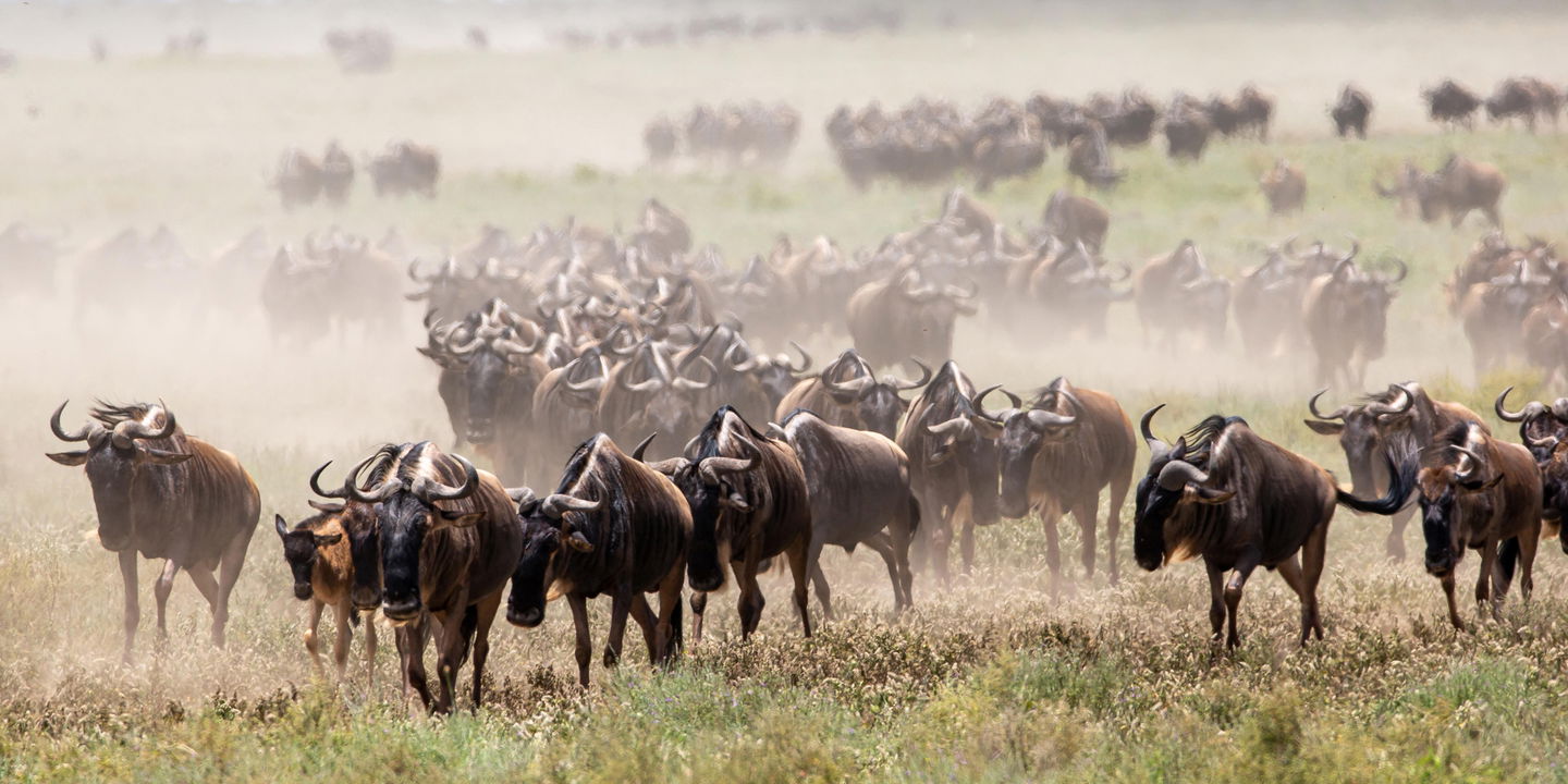 wildebeest migration on plains of Wilderness Usawa tented camp Serengeti
