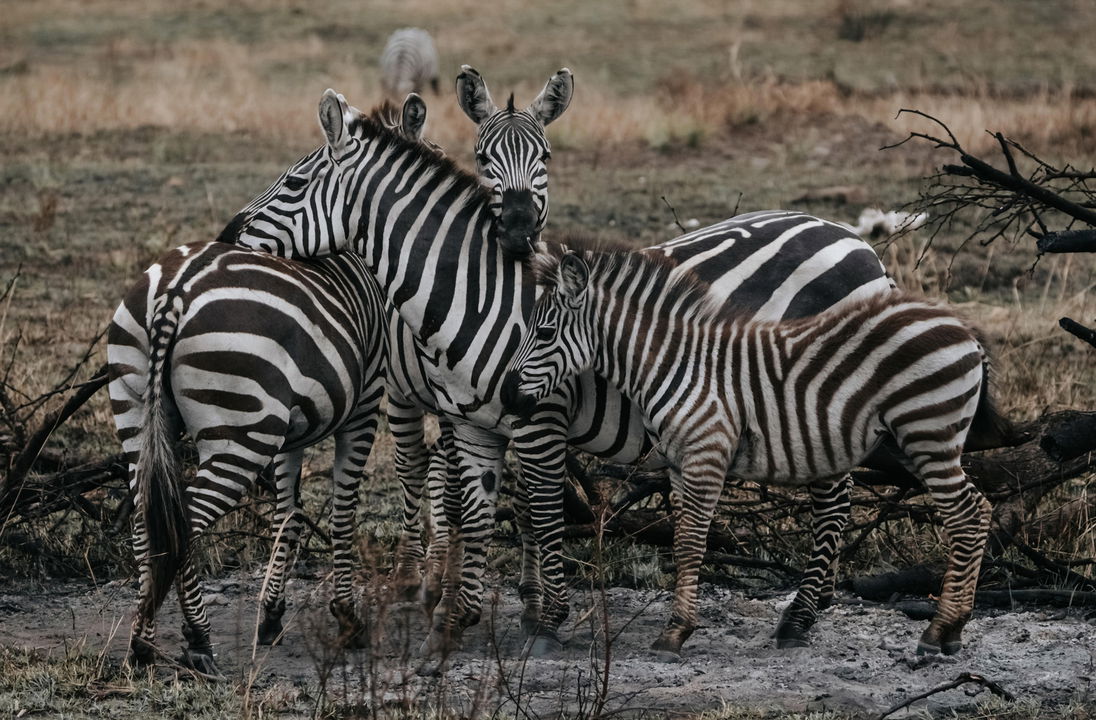 zebras on the plains grass by Wilderness Usawa tented camp Serengeti