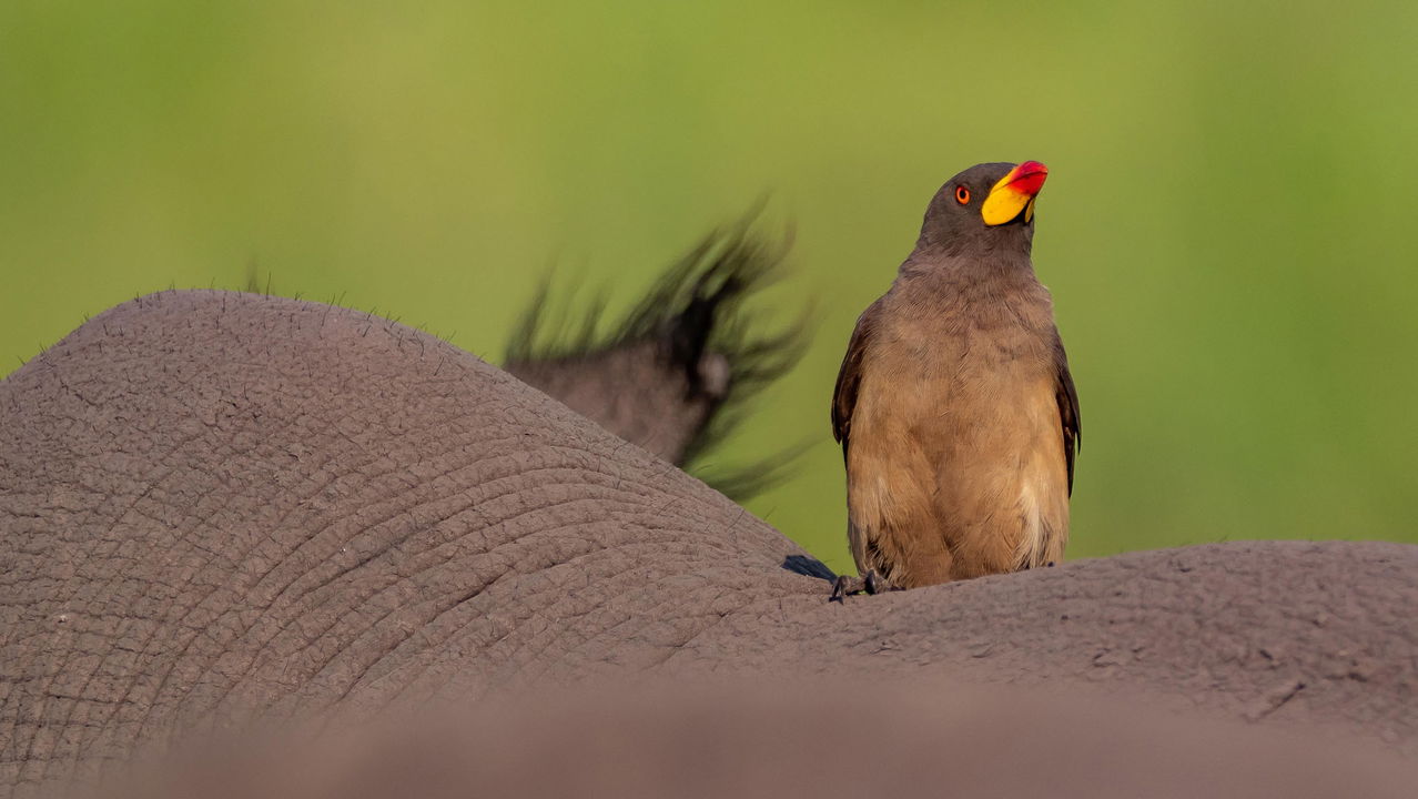 oxpecker bird on buffalo at Vumbura Plains Camp Wilderness 