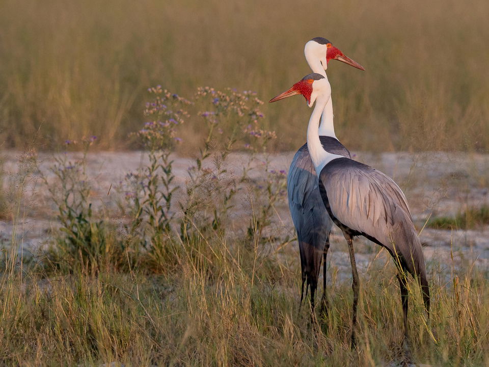 two Wattled Cranes in water at Vumbura Plains Camp Wilderness 
