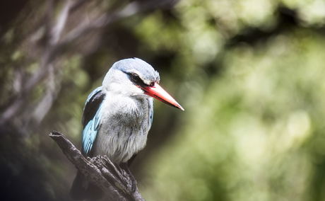 Woodland kingfisher in a tree at Kruger National Park Woodland kingfisher in a tree at Kruger National Park