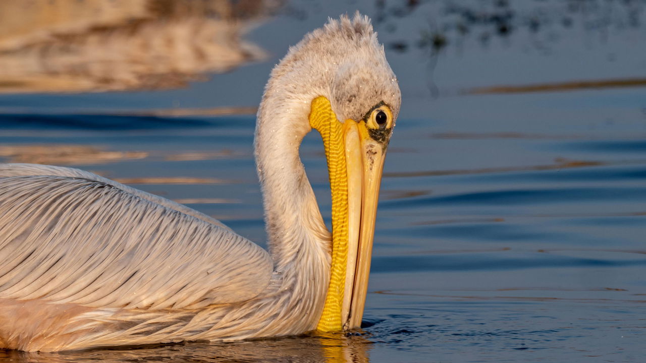 pelican looking into water at Vumbura Plains Camp Wilderness 