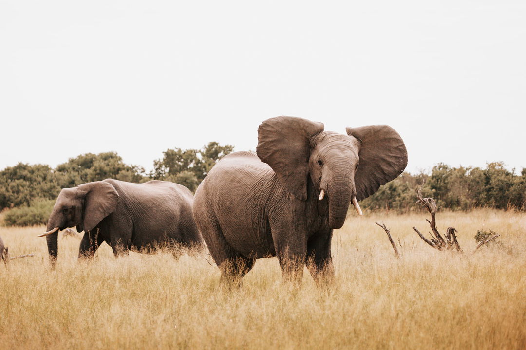 elephants looking at camera at Vumbura Plains Camp Wilderness Okavango Delta