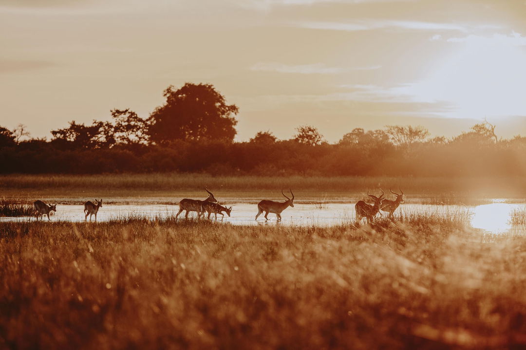 lechwe antelopes in water of delta at Vumbura Plains Camp Wilderness Botswana Okavango Delta