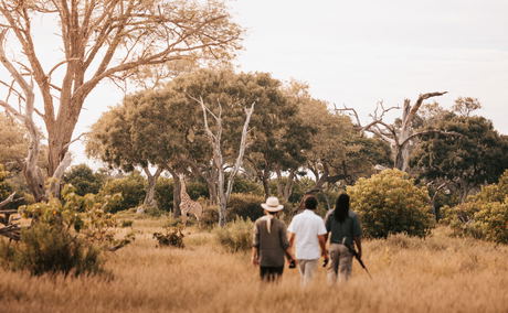 walking safari with guests and guide at Vumbura Plains Camp Wilderness Okavango Delta walking safari with guests and guide at Vumbura Plains Camp Wilderness Okavango Delta