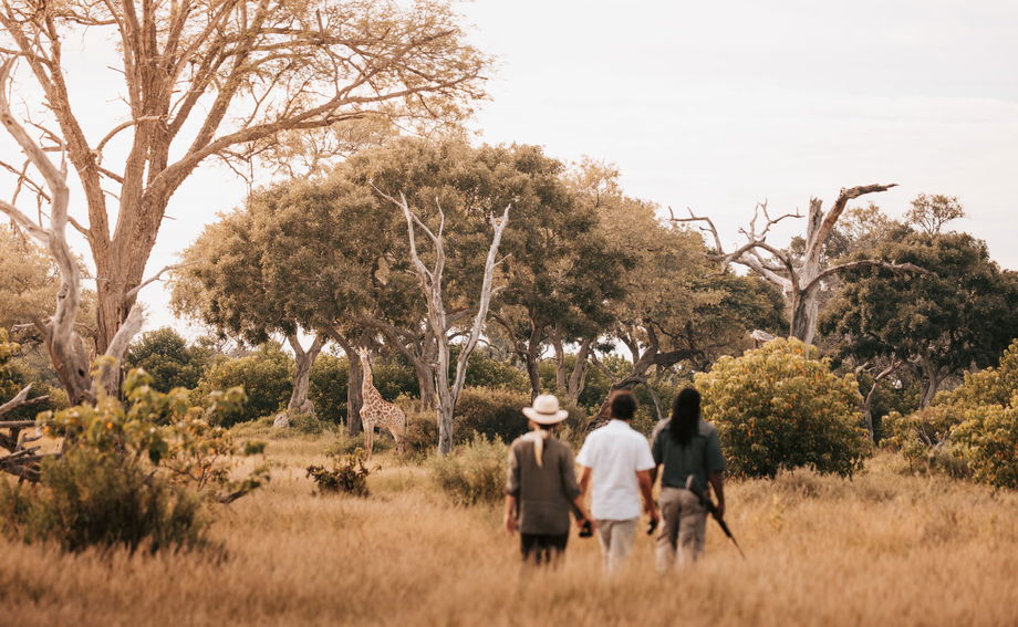 walking safari with guests and guide at Vumbura Plains Camp Wilderness Okavango Delta walking safari with guests and guide at Vumbura Plains Camp Wilderness Okavango Delta