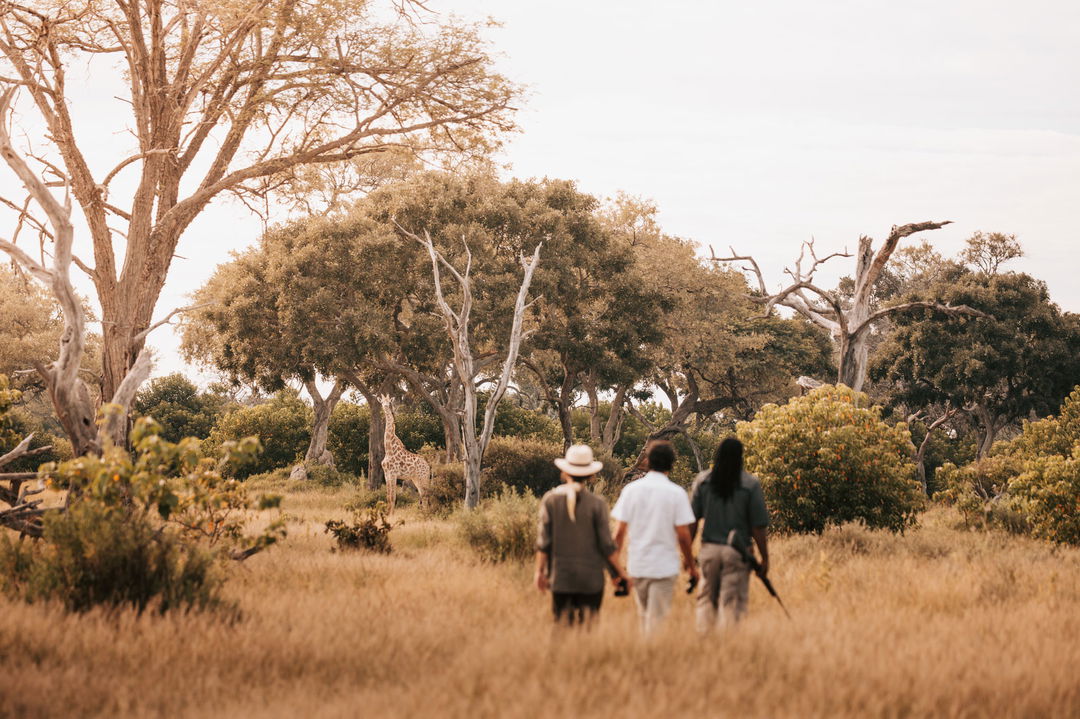 walking safari with guests and guide at Vumbura Plains Camp Wilderness Okavango Delta
