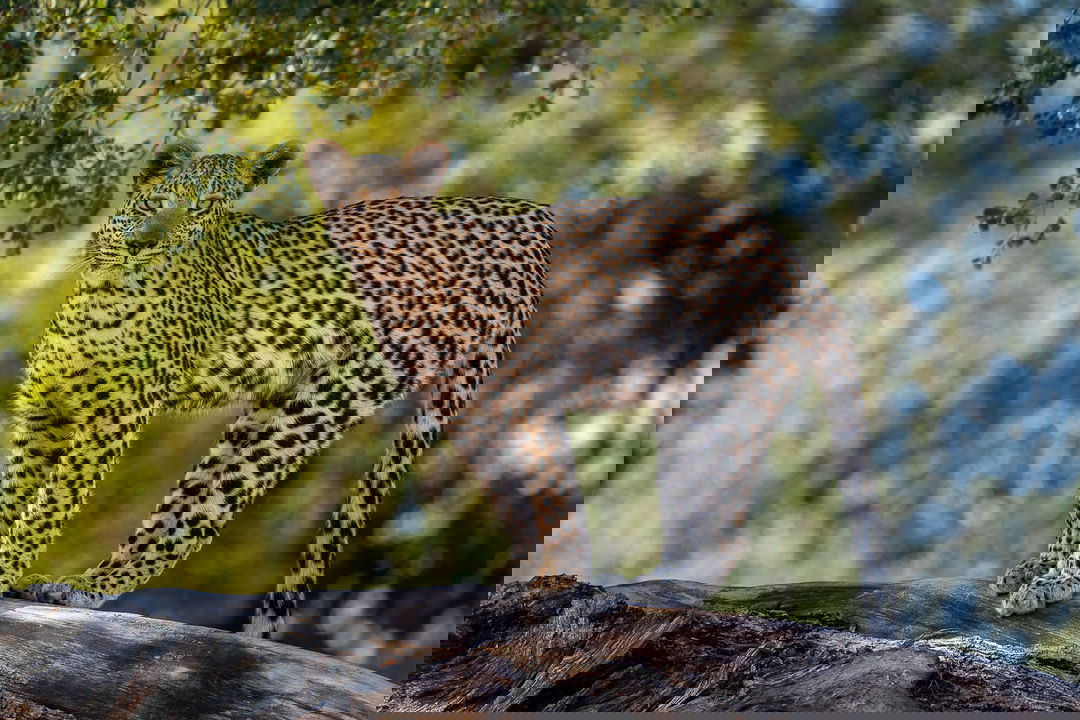 full view of leopard standing on tree branch at Jao Camp Wilderness Okavango Delta Botswana