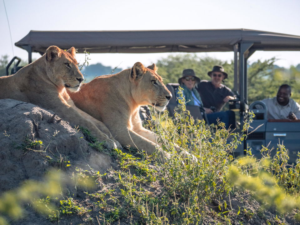 two lions on a rock outcrop close by safari vehicle in background at Okavango Delta by Little Mombo Wilderness