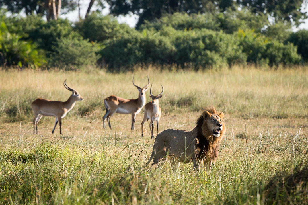 lion male with three antelopes behind on grassland at Little Mombo camp Wilderness safaris