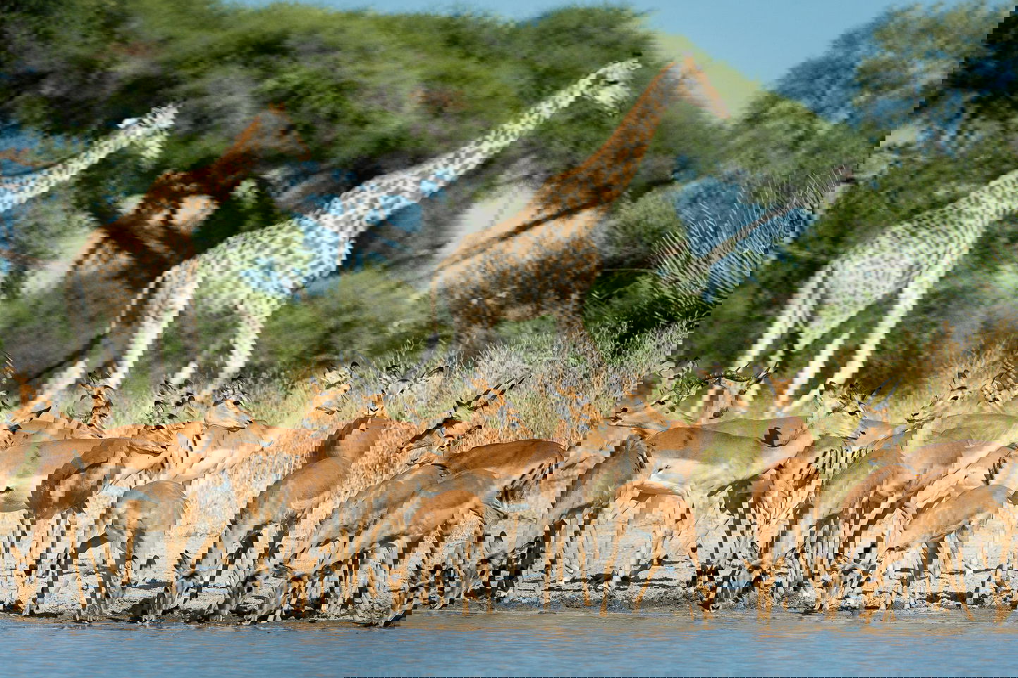giraffes and impalas by waterhole at Little Mombo camp Wilderness safaris