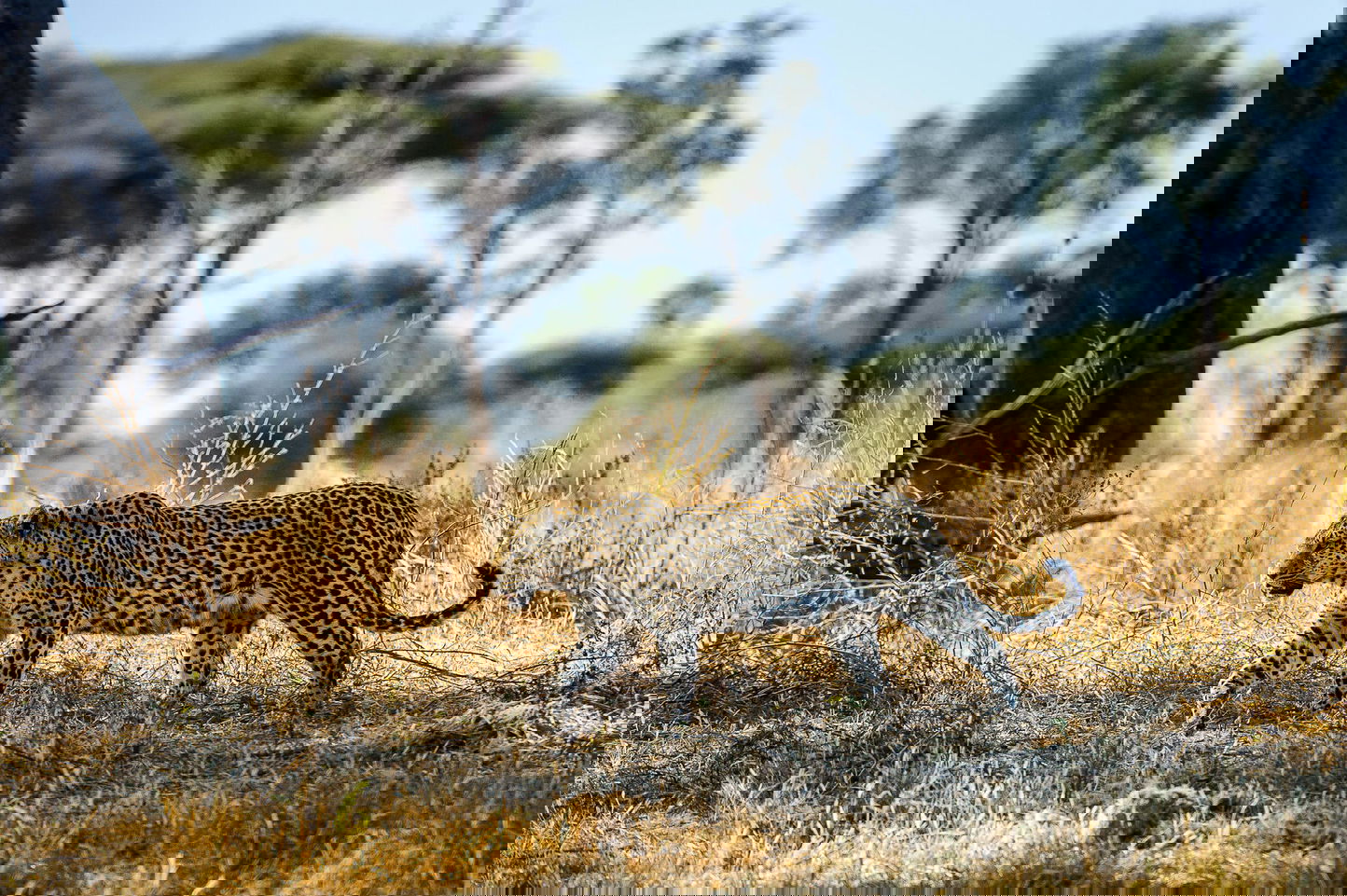 leopard in grass on Okavango delta by Little Mombo Wilderness
