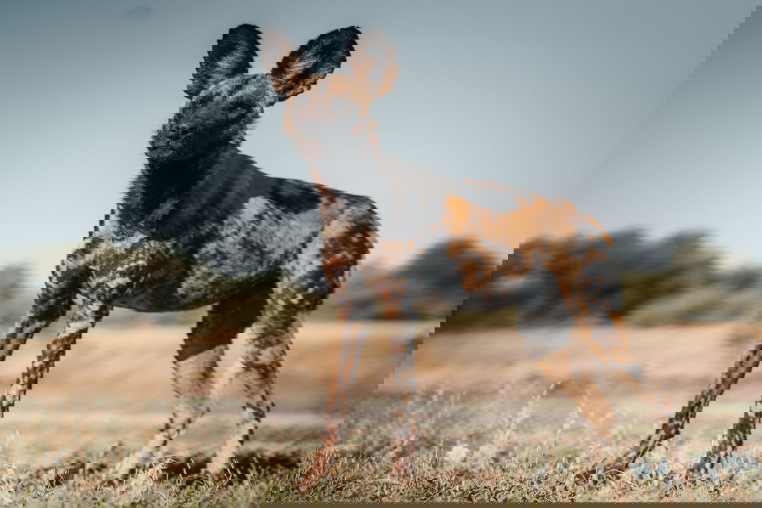 full view of a wild dog on the delta at Wilderness Mombo Camp