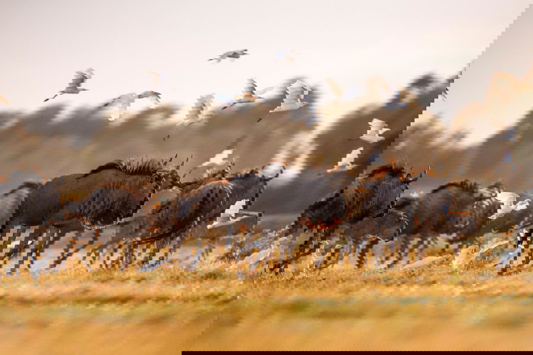 herd of wildebeest on the plains at Wilderness Mombo Camp in the Okavango Delta