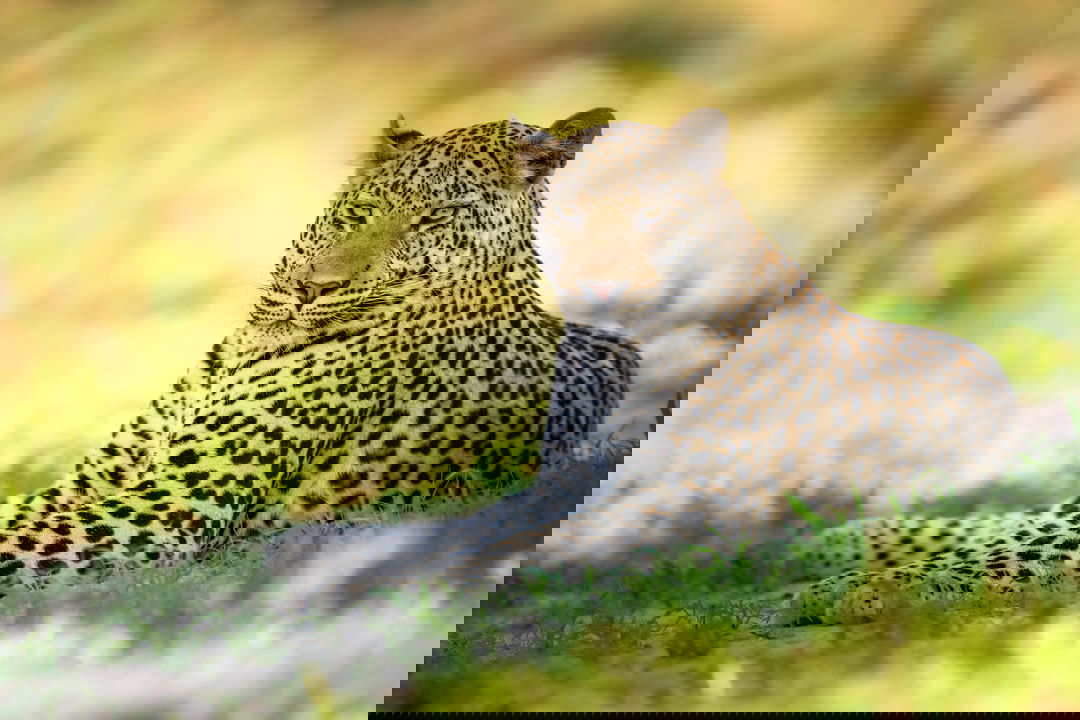 partial view of leopard lying down in short grass at Wilderness Mombo Camp