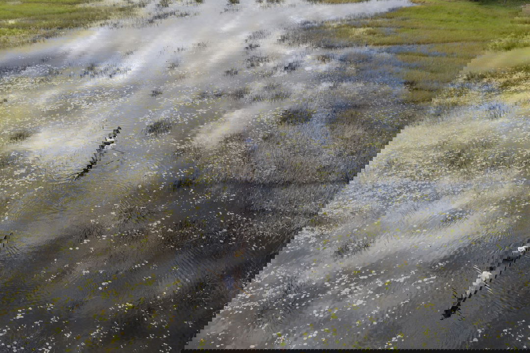 aerial view of two mokoros on water at Vumbura Plains Camp Wilderness Botswana Okavango Delta