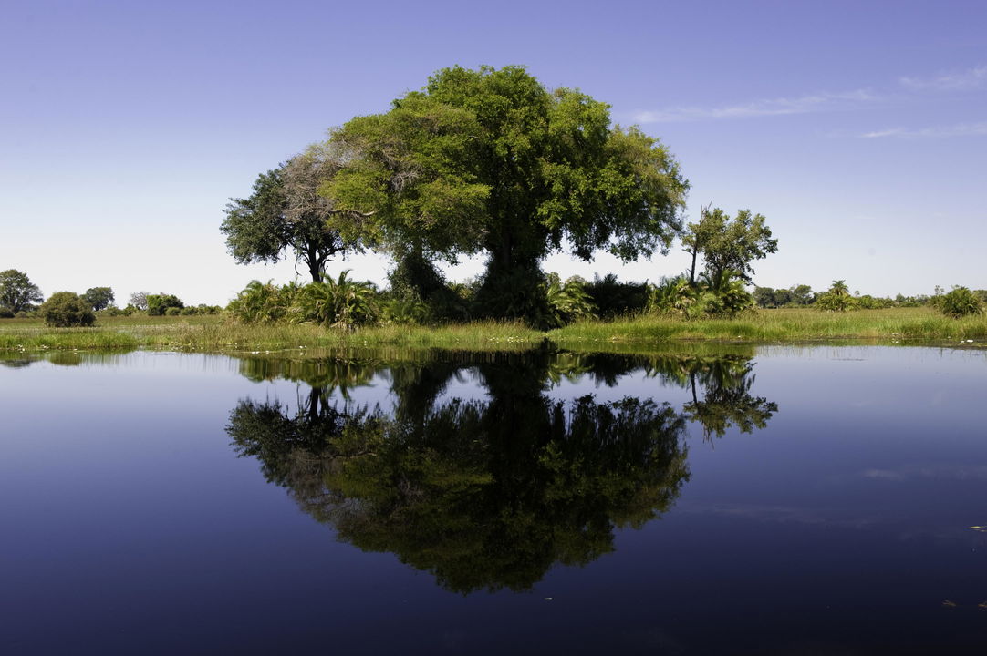 big tree on an island in the flooded waters of the Okavango delta by Xigera Lodge Botswana