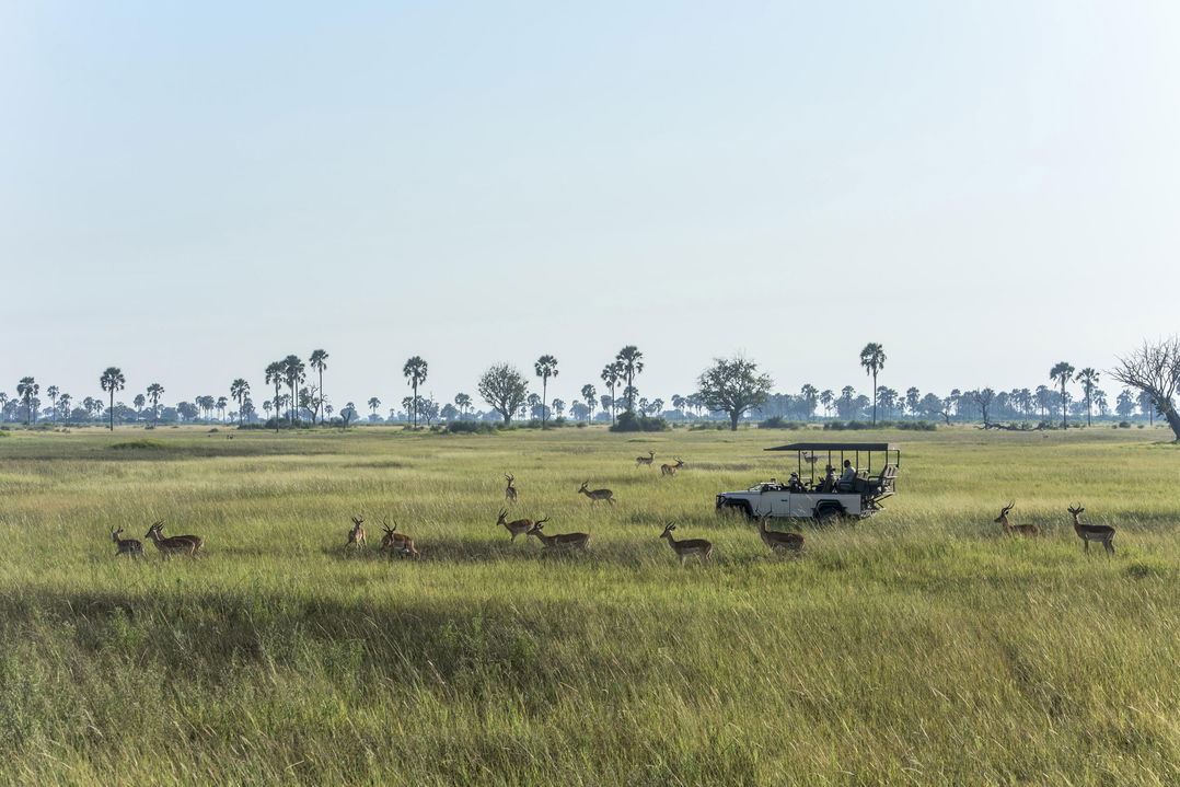 game drive vehicle between antelopes on plains of Okavango delta at Xigera Lodge Botswana