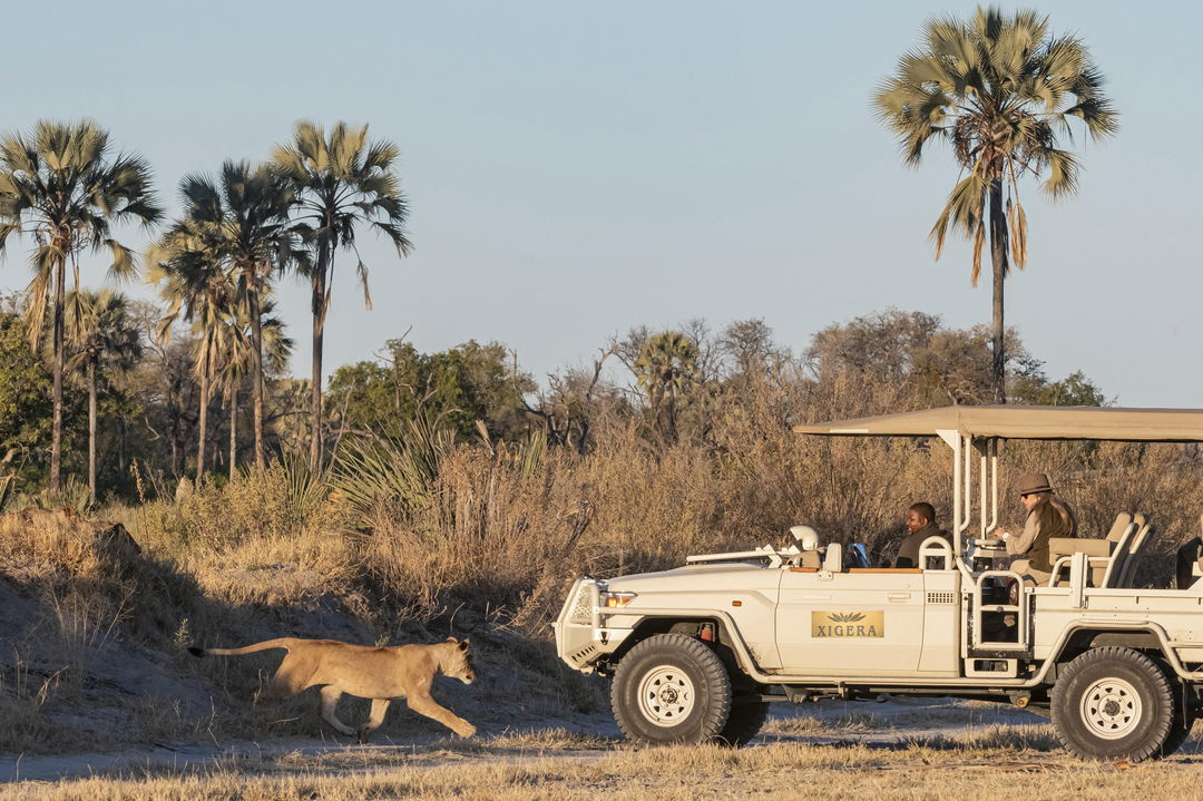 game drive at Xigera Lodge Botswana with a lioness walking past safari vehicle