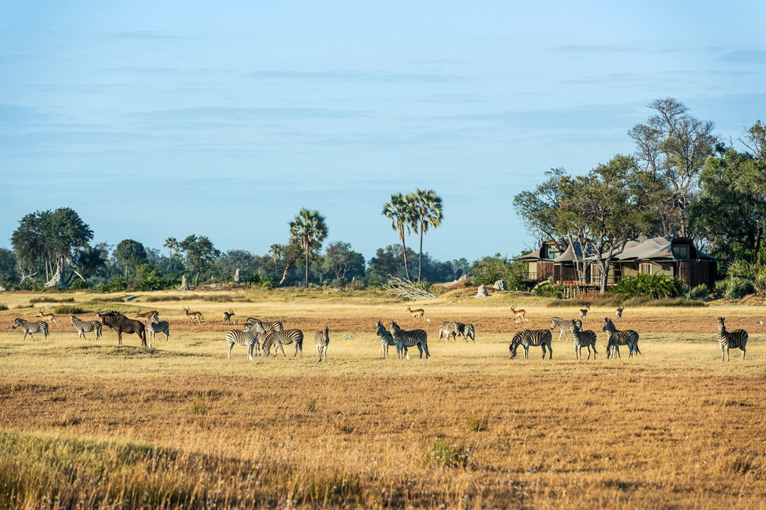 antelopes on plains of Okavango delta in front of Xigera Lodge Botswana
