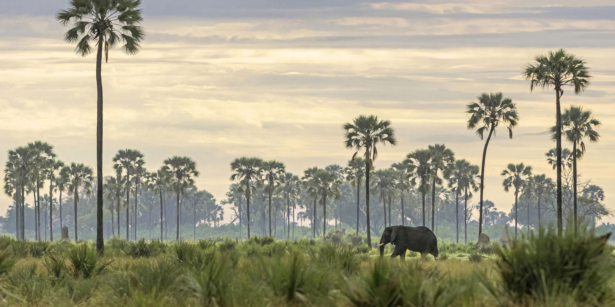 lone elephant bull in Okavango delta between palm trees at Xigera Lodge Botswana