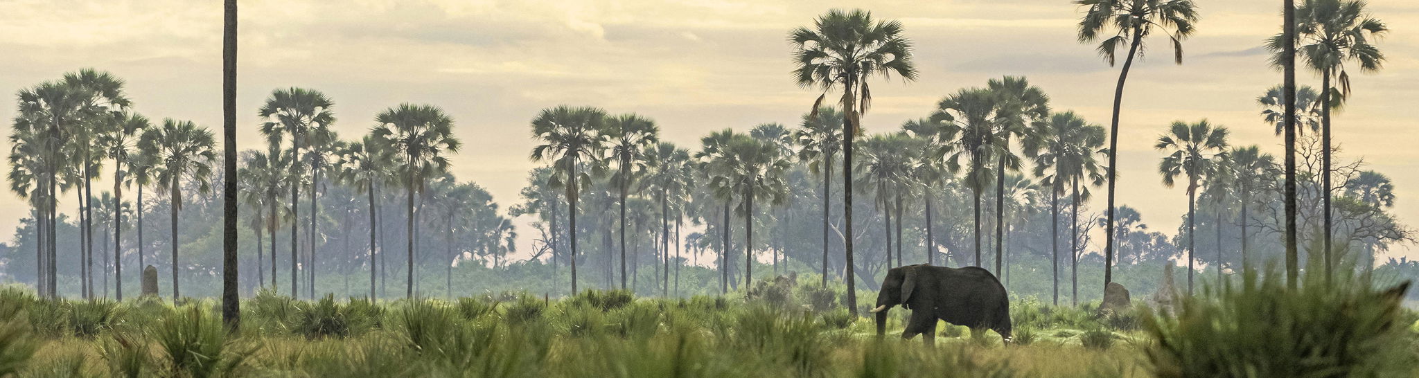 lone elephant bull in Okavango delta between palm trees at Xigera Lodge Botswana