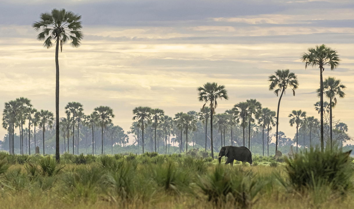 lone elephant bull in Okavango delta between palm trees at Xigera Lodge Botswana
