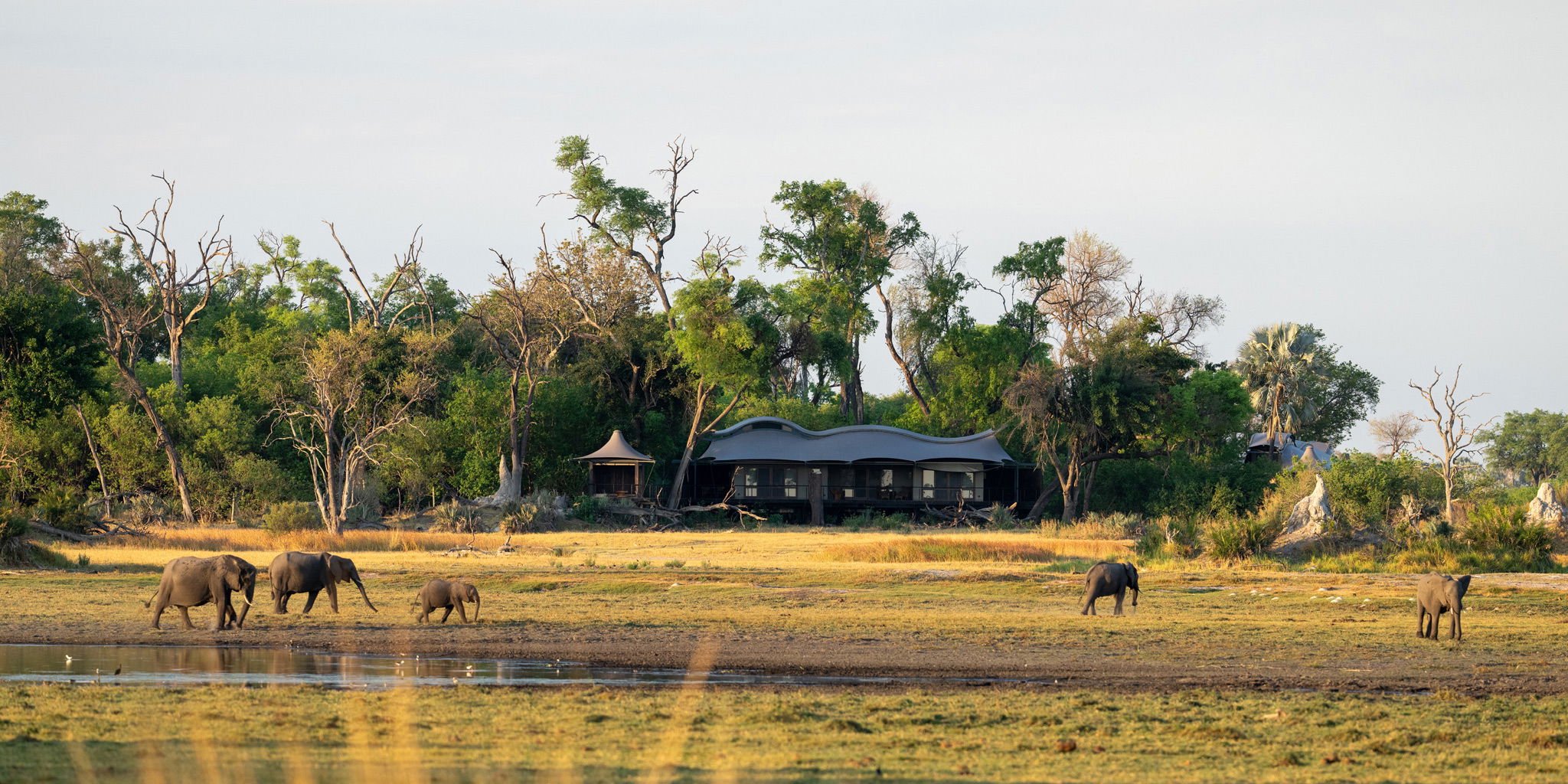 elephants in Okavango delta in front of Xigera Lodge Botswana