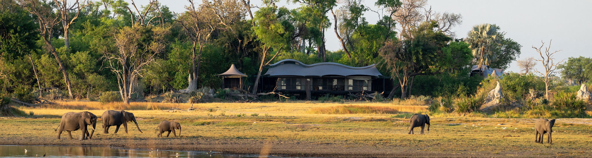 elephants in Okavango delta in front of Xigera Lodge Botswana