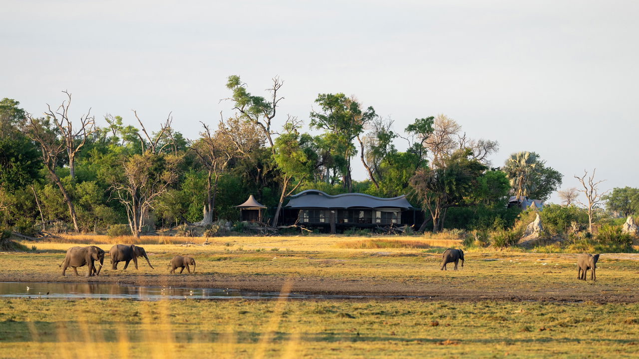 elephants in Okavango delta in front of Xigera Lodge Botswana