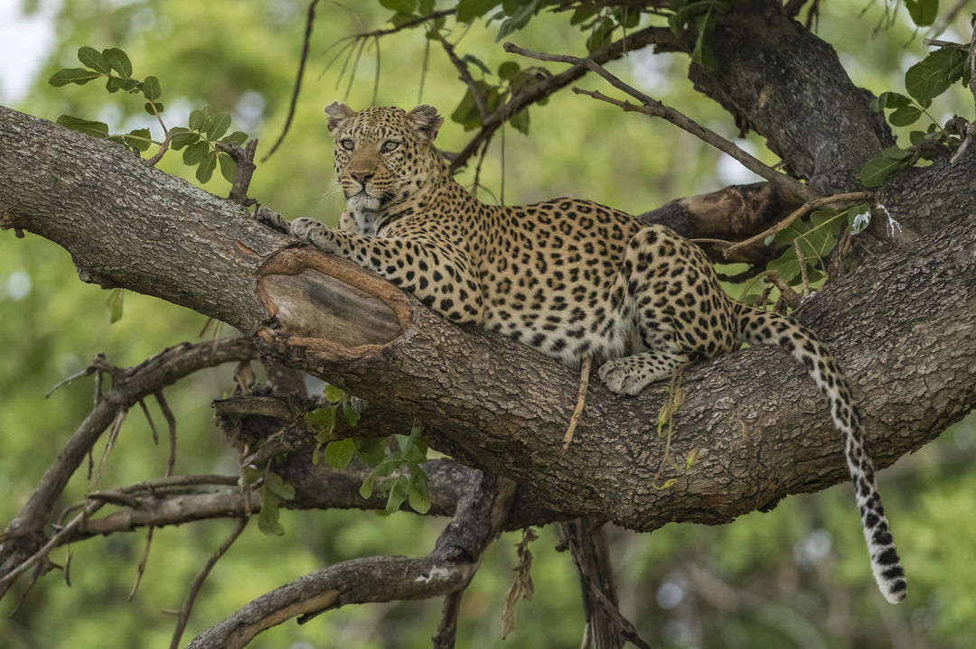 leopard spotted in tree lying on a branch at Xigera Lodge Botswana