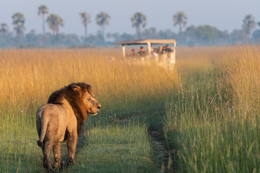 male lion in grassland of Okavango delta with safari boat in background at Xigera Lodge Botswana