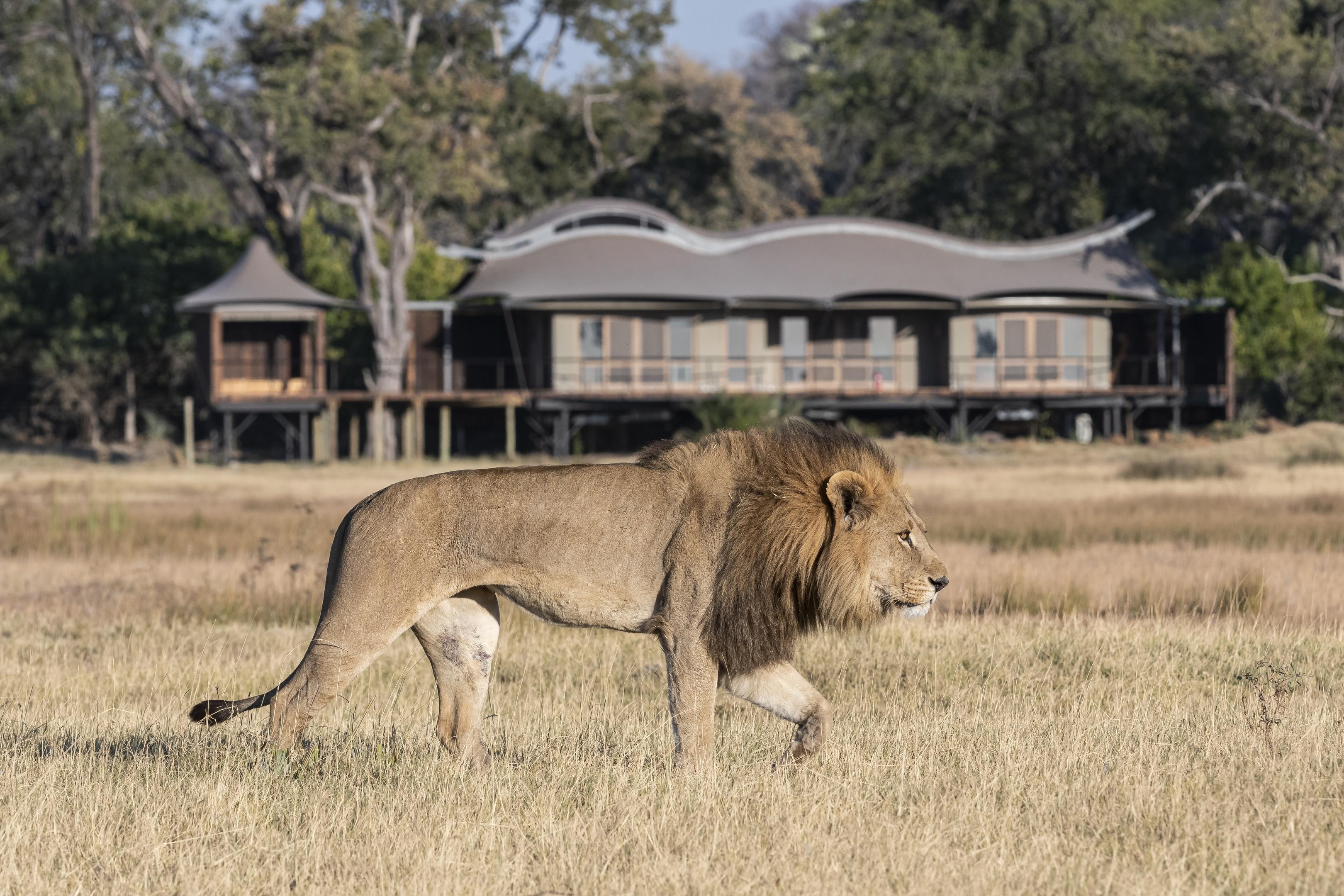 lion lying in front of Xigera safari lodge Okavango Delta Bostwana
