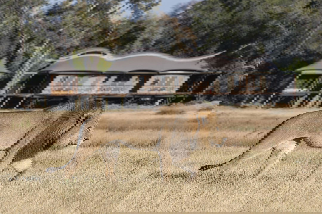 big male lion walking across short savanna grass of delta in front of Xigera Lodge Botswana