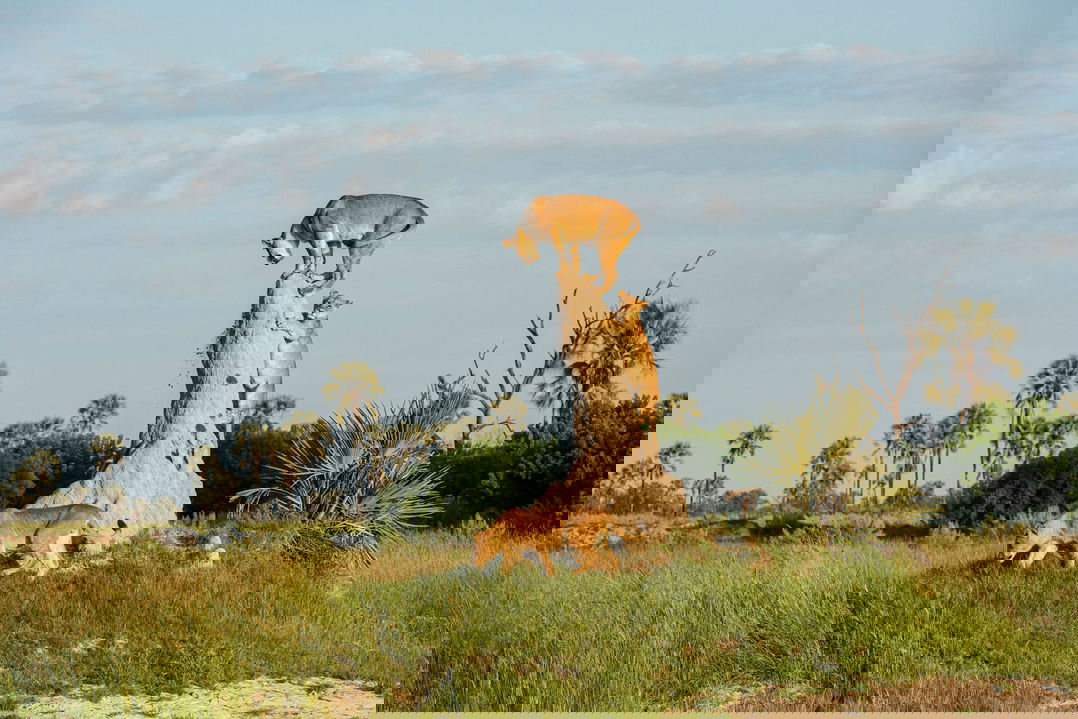 lions climbing on an anthill in the Okavango delta by Xigera Lodge Botswana