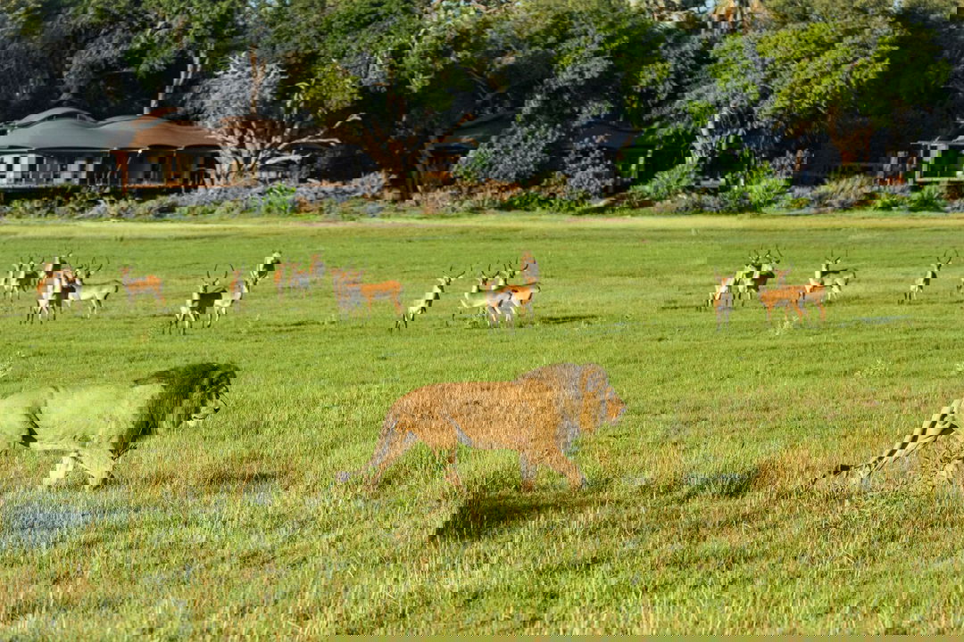 lions and antelopes in the delta in front of Xigera safari lodge Okavango Delta Bostwana