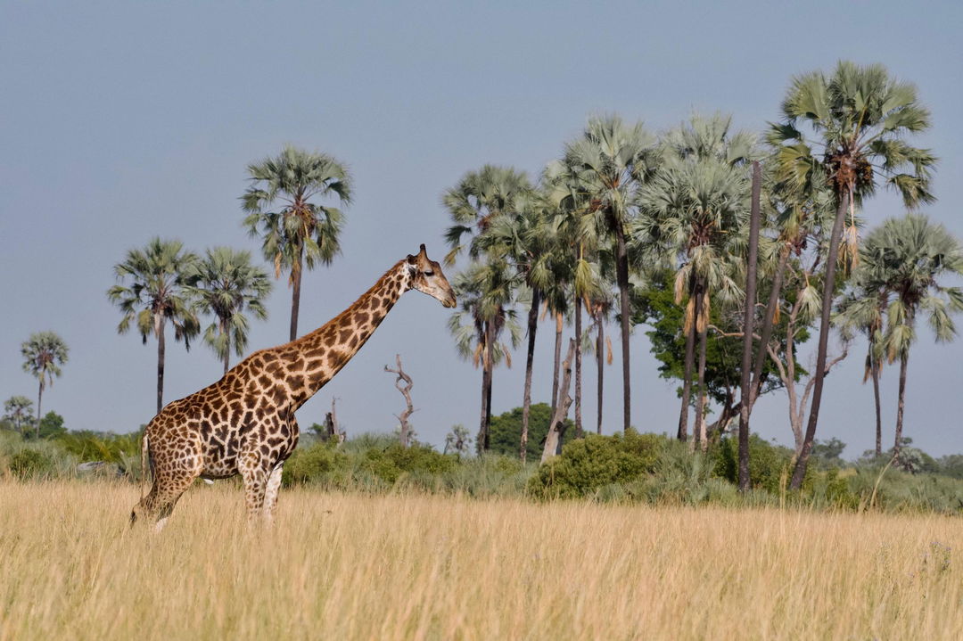 giraffe in front of Xigera safari lodge Okavango Delta Bostwana