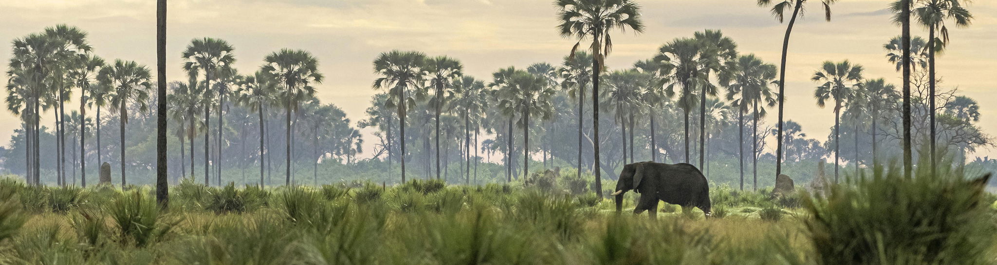 elephant walking between palm trees in the okavango delta