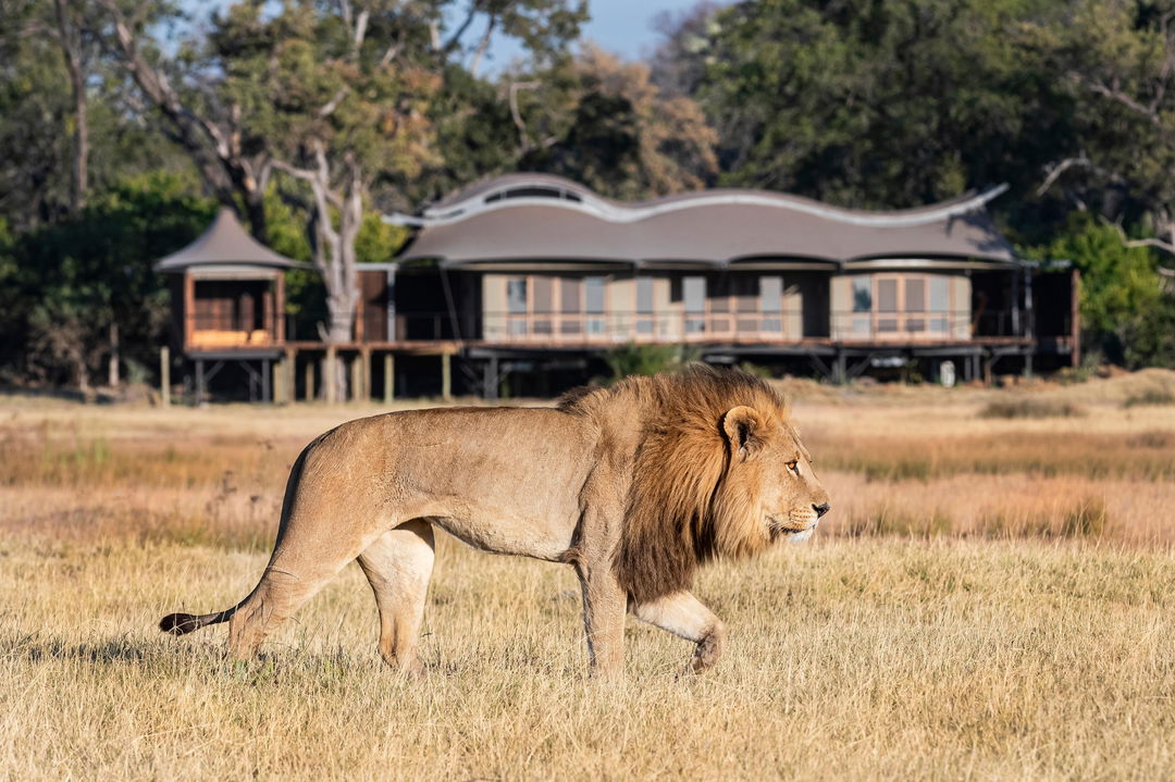 male lion walking in grassland in front of Xigera safari lodge Okavango delta