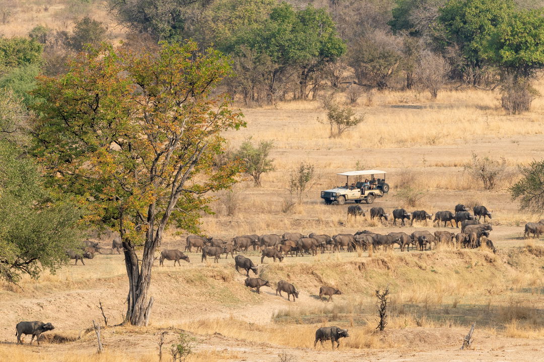 big herd of buffalos surrounding safari vehicle on game drive by Puku Ridge Camp Zambia