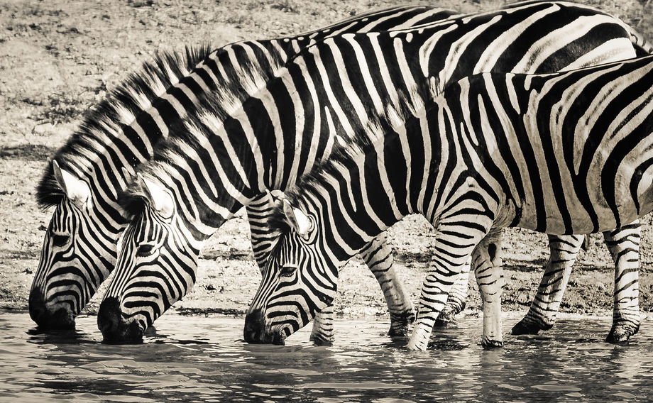 Three Zebras drinking at watering hole in monochrome