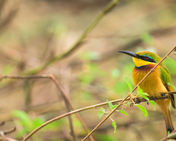 About the National Park