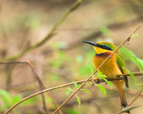 About the National Park