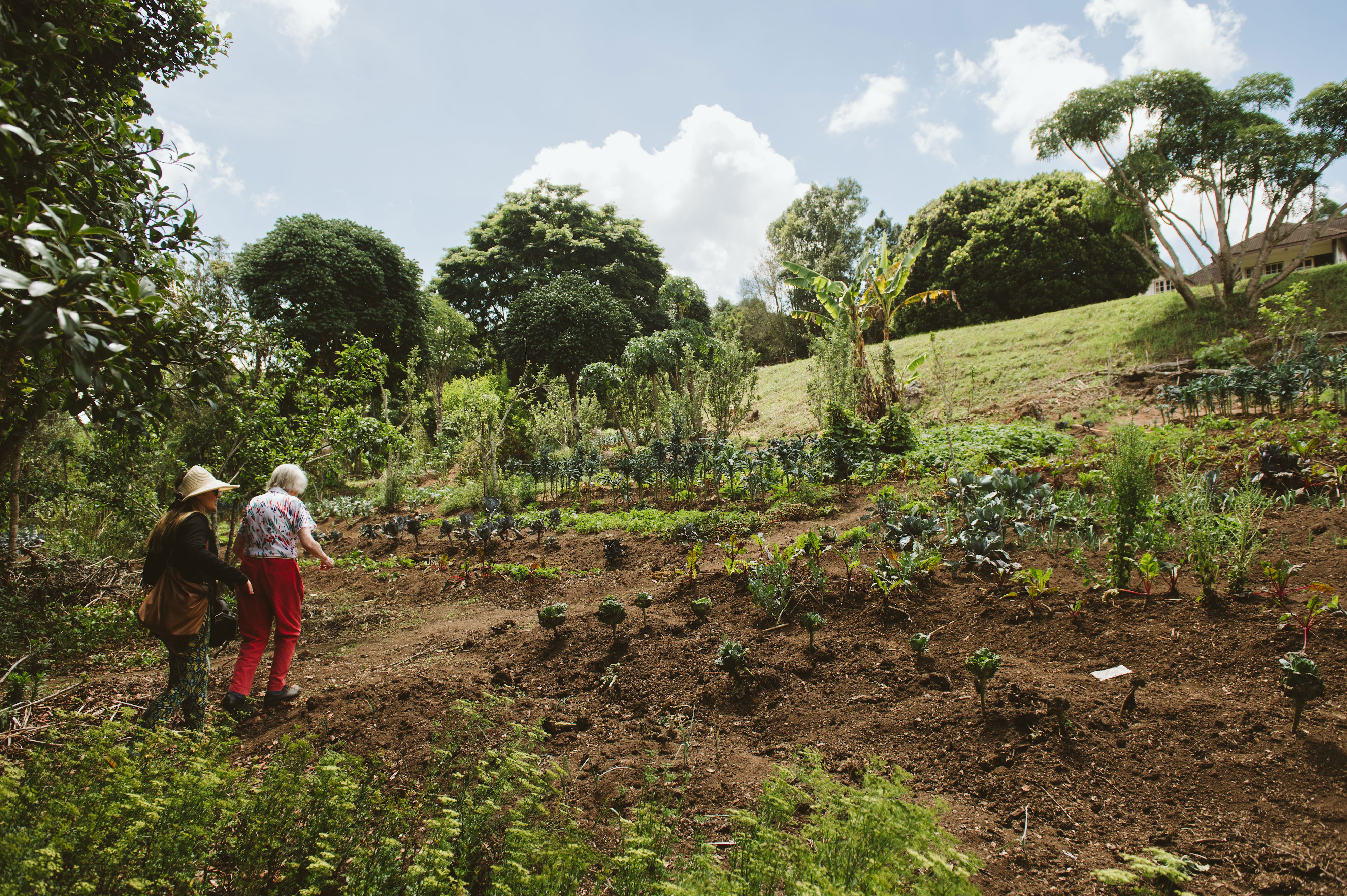 Explore our Vegetable Garden