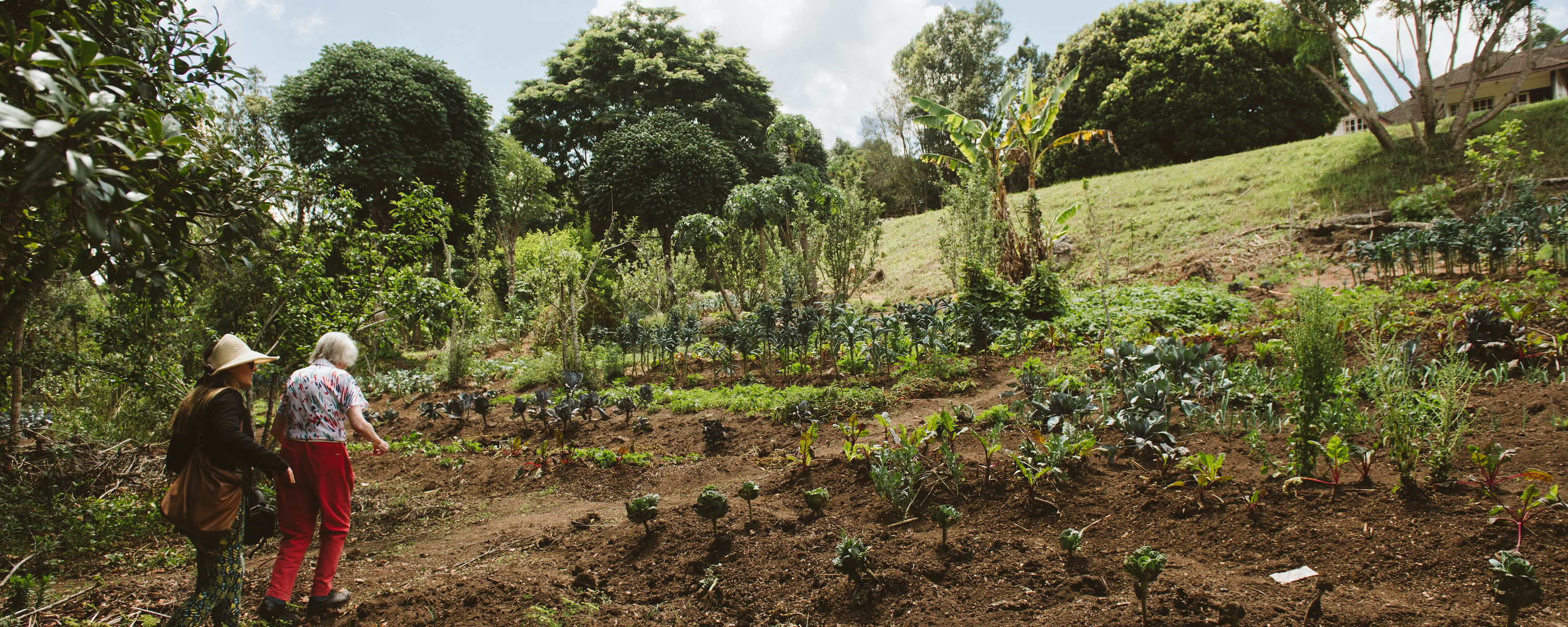 Explore our Vegetable Garden