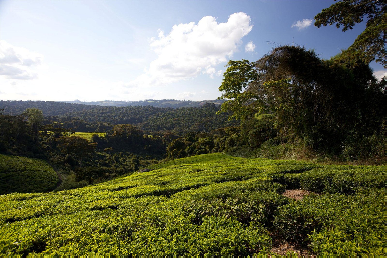 Mufindi Highlands