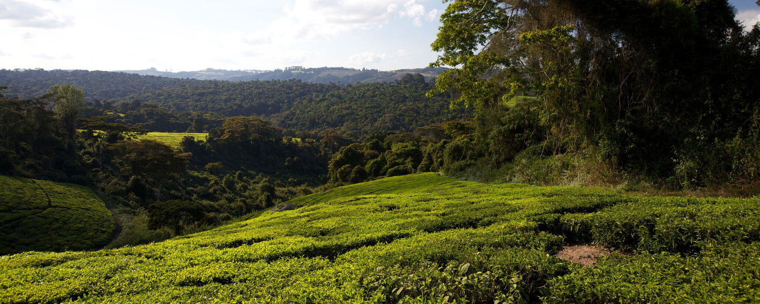Mufindi Highlands
